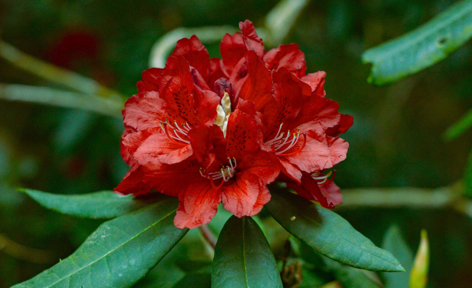 Czerwony kwiat rododendronu