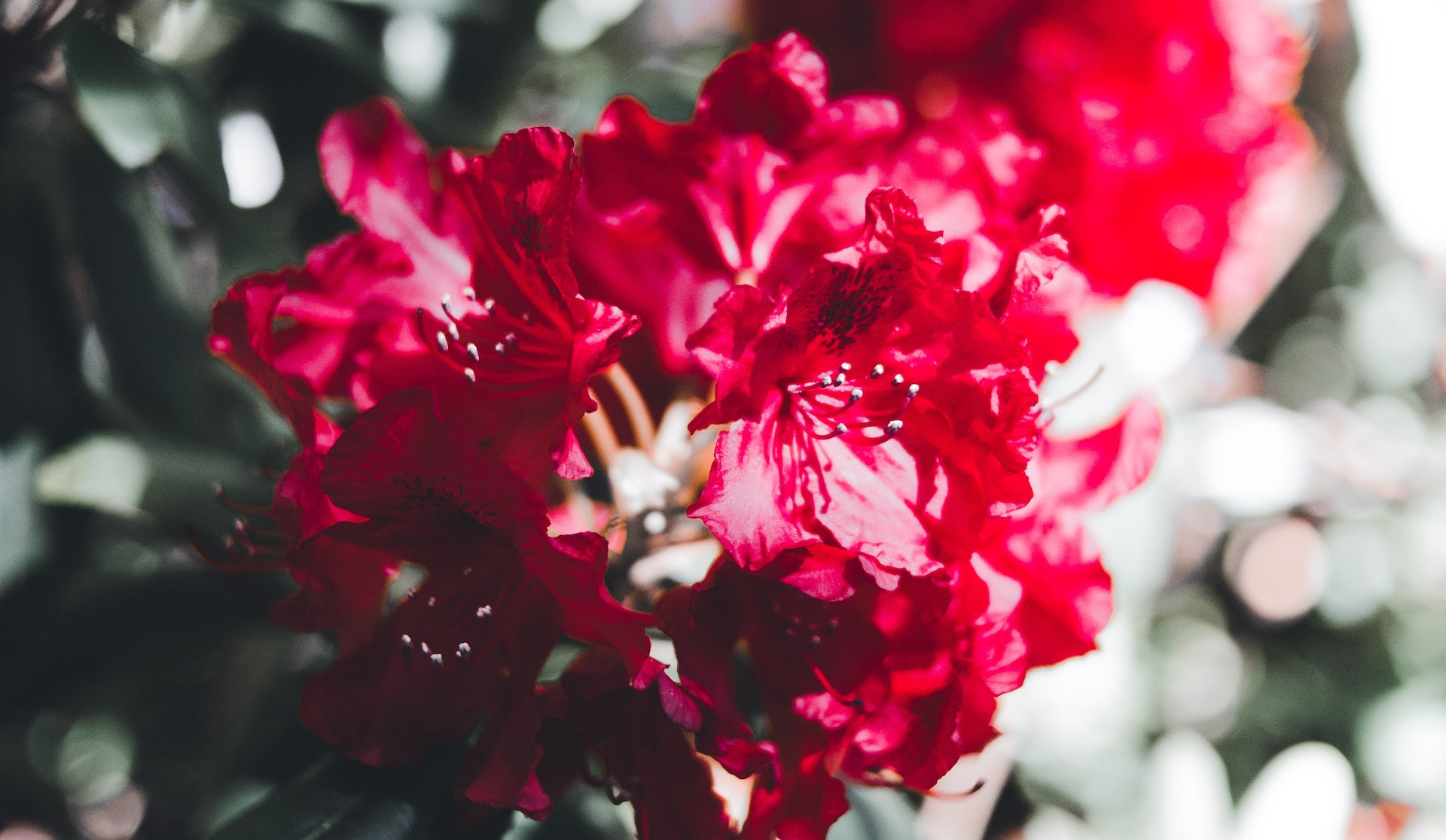 Czerwone kwiaty rododendrona