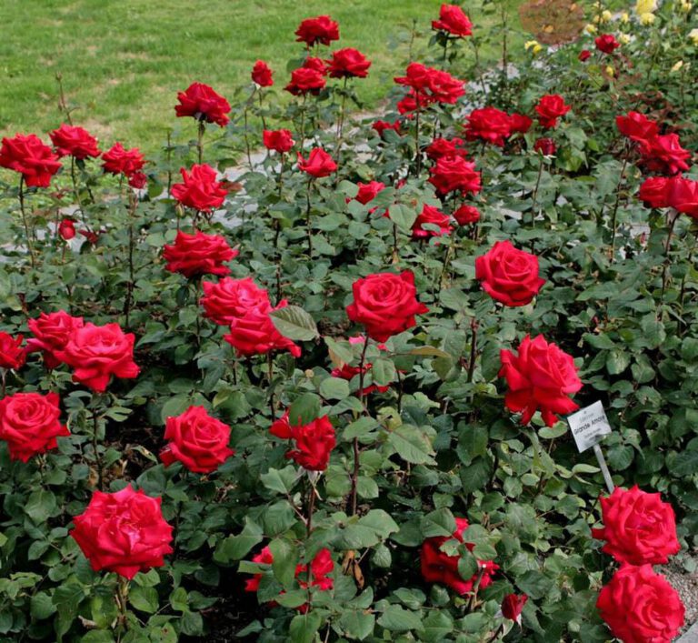 Czerwone róże posadzone w dużym ogrodzie przy domu