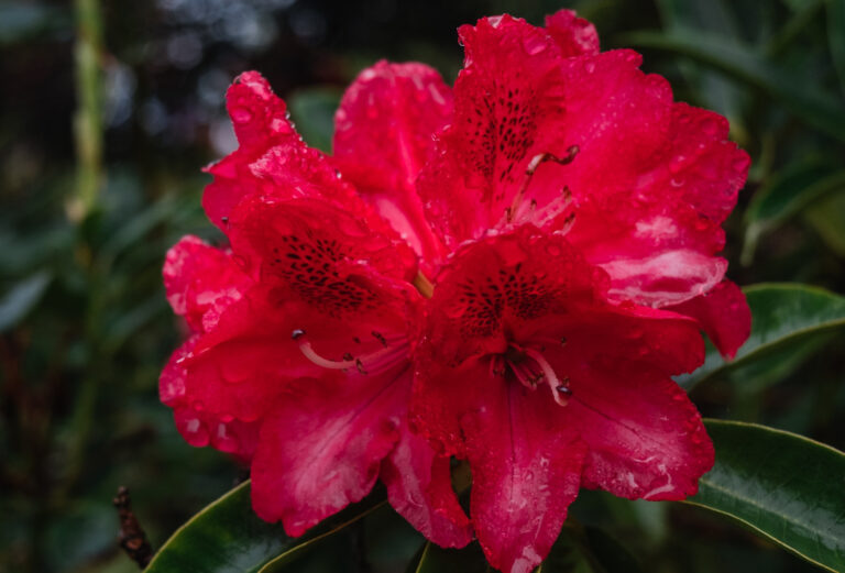 Czerwony kwiat rododendronu w ogrodzie