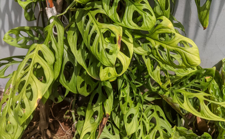Roślina monstera z rodziny epifit